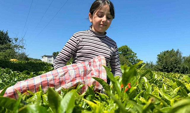 ÇAYKUR'dan kontenjan uygulaması