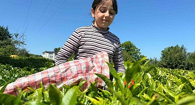 ÇAYKUR'dan kontenjan uygulaması