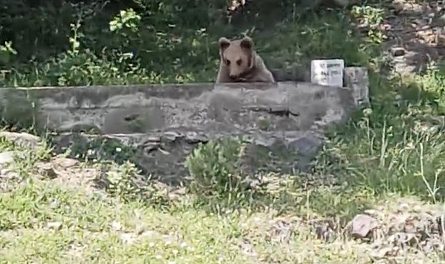 Çeşmede serinleyen ayı kamerada