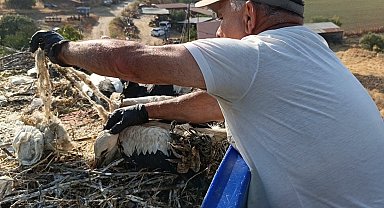 Çevre kirliliği, yaz göçmenlerini tehdit ediyor