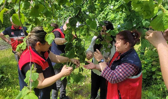 Çiftçilerin korkulu rüyası kahverengi kokarcaya karşı 5 binin üzerinde samuray arısı doğaya salındı