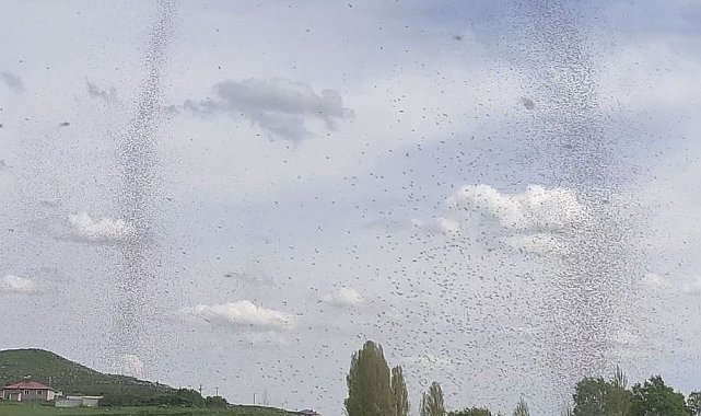 Çıldır Gölü'nde sinek istilası