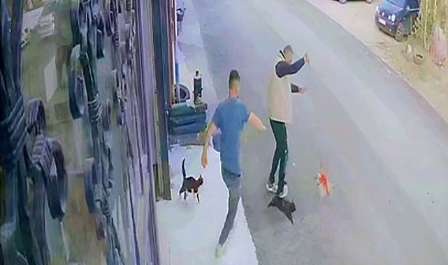 Çılgın kedilerin saldırısı güvenlik kamerasında