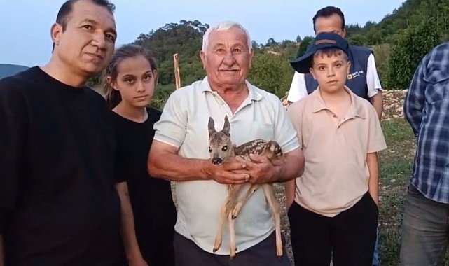 Çoban bulduğu yavru ceylana keçi sütüyle bakıyor