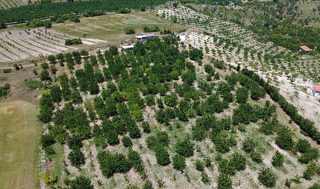 Coğrafi işaretli Demirci kirazında hasat başladı