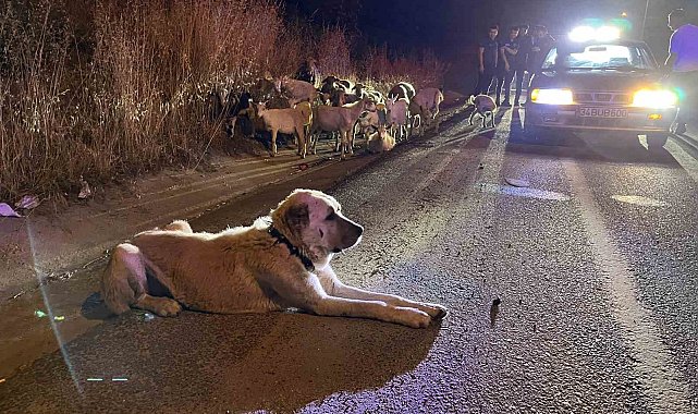 Çorlu'da çiftlikten kaçan 20 keçiyi polis buldu