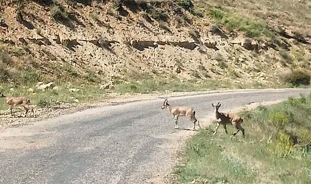 Dağ keçilerini görüntüledi, "Ne kadar güzelsiniz" diyerek paylaştı