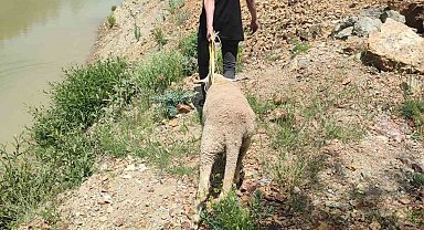 Dağlık alanda mahsur kalan kurbanlık koyunu ekipler kurtardı