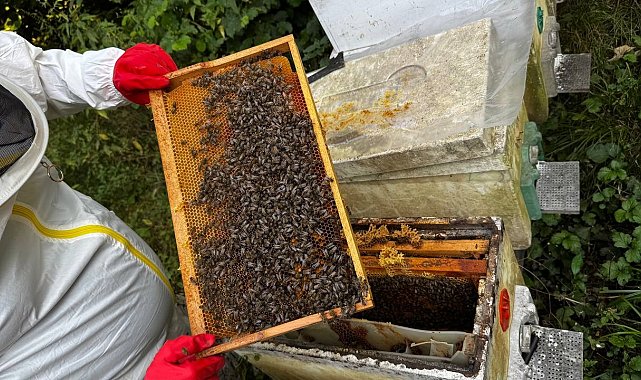 Dedesinin nasihatiyle başladı, şimdi 1 ton bal hedefliyor