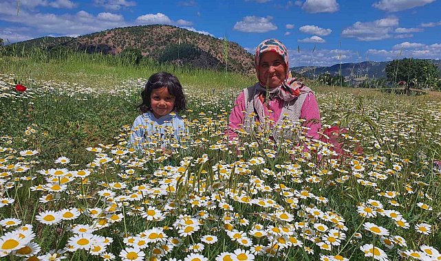 Demircili kadınların topladığı papatyalar kurutularak satılıyor