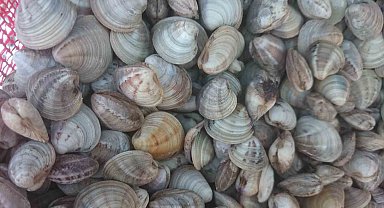 Deniz hıyarı ve beyaz kum midyesi üretimi arttı