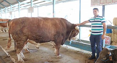 Denizli kurban pazarının en büyüğü tosun 310 bin TL'ye satıldı