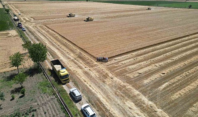 Denizli'de sarı altın hasadı havadan görüntülendi