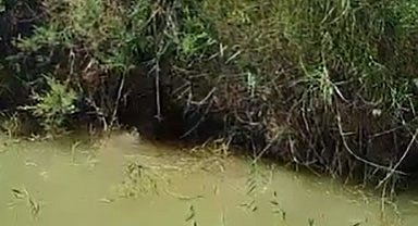 Dereye düşen köpeği itfaiye ekipleri kurtardı