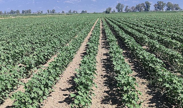 Didim'de pamuk zararlıları kontrol edildi