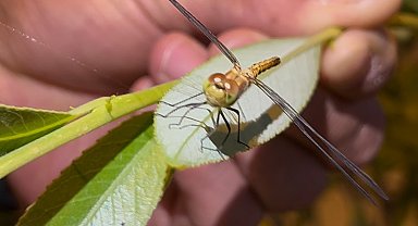 Diyadin'de doğanın objektife yansıyan zarafeti