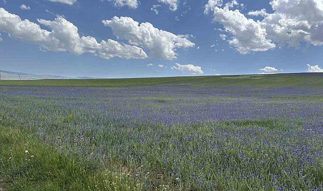Diyadin'in zirveleri mor ve maviye büründü
