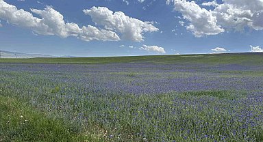 Diyadin'in zirveleri mor ve maviye büründü