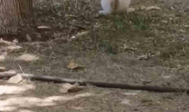 Diyarbakır'da ezber bozan görüntü: Fare yavru kediye saldırdı