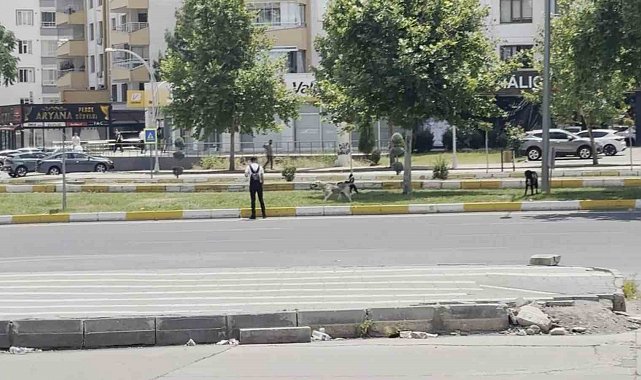 Diyarbakır'da sürü halinde gezen köpekler vatandaşları korkuttu