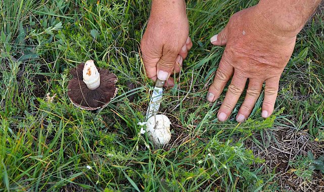Doğadan elleriyle tek tek topluyorlar