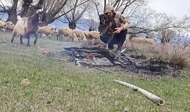 Doluya yakalanan sürüde ıslanan oğlağı ateş yakarak ısıttı