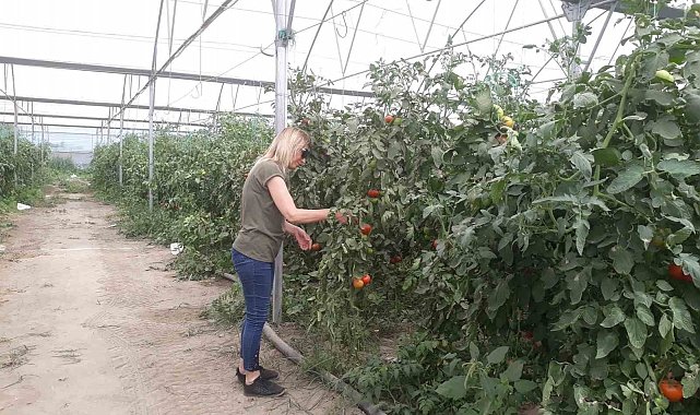 Domateste hasat öncesi numuneler alındı