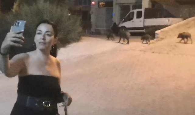 Domuzlarla selfie modası