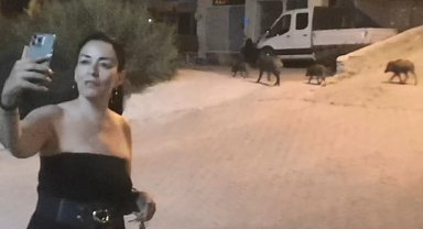 Domuzlarla selfie modası