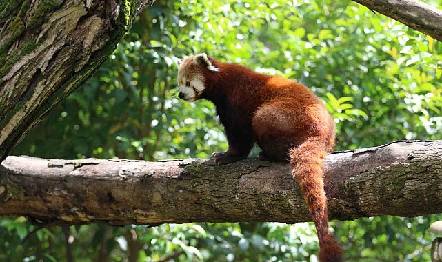 Dünyada sayılı bulunuyor: Özel bakımla yaşatılıyor