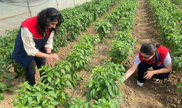 Düzce'de sebze üretimine destek