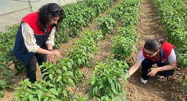 Düzce'de sebze üretimine destek