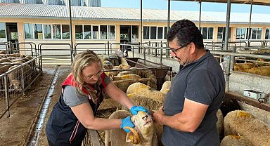 Edirne'de kurban satış alanlarında sıkı denetim