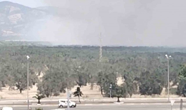 Edremit'te zeytinlik alanda yangın başladı