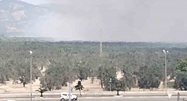 Edremit'te zeytinlik alanda yangın başladı