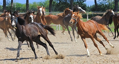 Efsane Yarış Atı Baba Mevlüt'ün Sperması 250 Bin Liradan Satılıyor