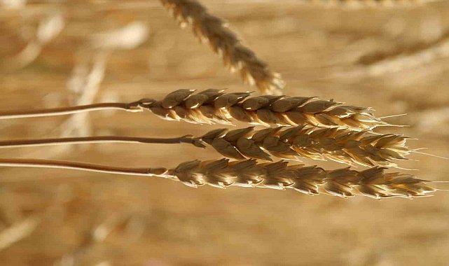 Ekmekçiler makarnacılara göre karlı bir hafta geçirdi