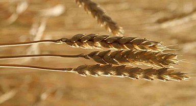 Ekmekçiler makarnacılara göre karlı bir hafta geçirdi