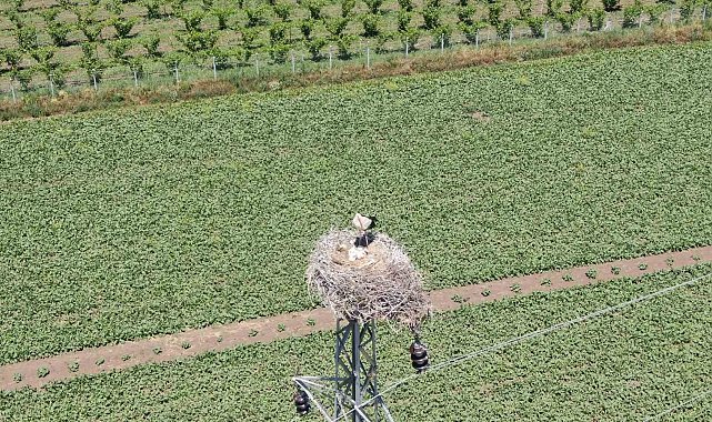 Elazığ'da 'leylekli köy' misafirlerini ağırlamaya devam ediyor