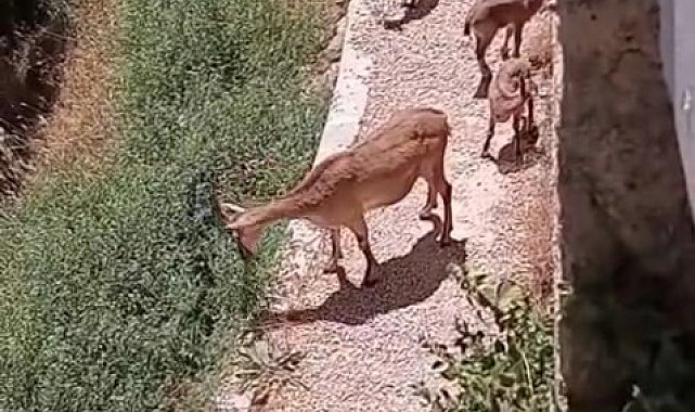 Elazığ'da anne ve yavru dağ keçileri yiyecek ararken görüntülendi