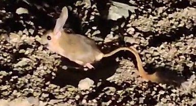 Elazığ'da Arap tavşanı görüntülendi