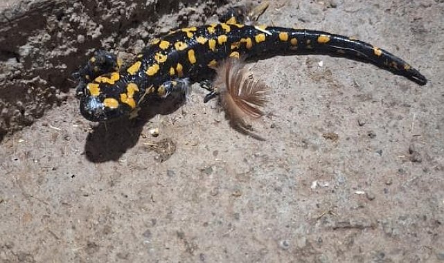 Elazığ'da benekli semender görüldü