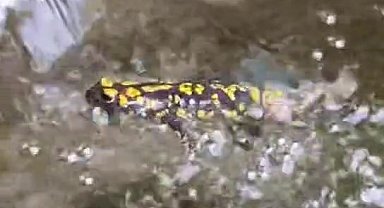 Elazığ'da benekli semender görüntülendi