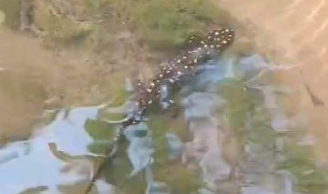 Elazığ'da benekli semender görüntülendi