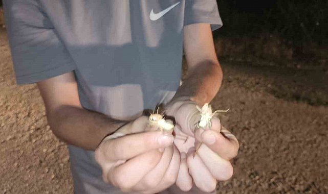 Elazığ'da çekirge istilası: Yüzlercesi yolu kapattı