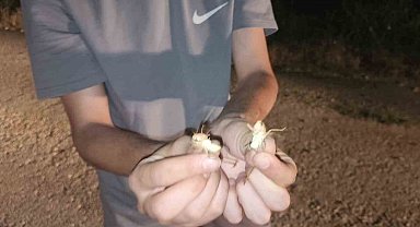 Elazığ'da çekirge istilası: Yüzlercesi yolu kapattı