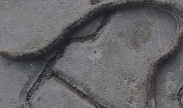 Elazığ'da çift başlı yılan tedirgin etti