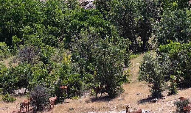 Elazığ'da dağ keçileri, görüntüleri ile hayran bıraktı