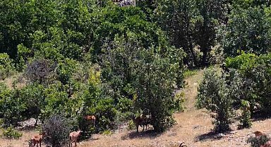 Elazığ'da dağ keçileri, görüntüleri ile hayran bıraktı