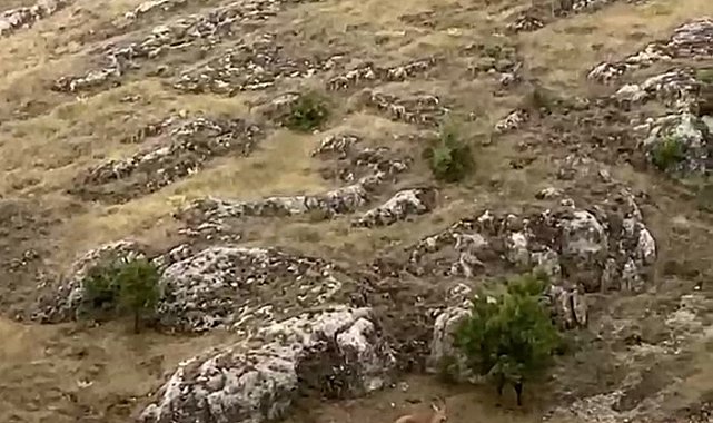 Elazığ'da dağ keçileri sürü halinde görüntülendi